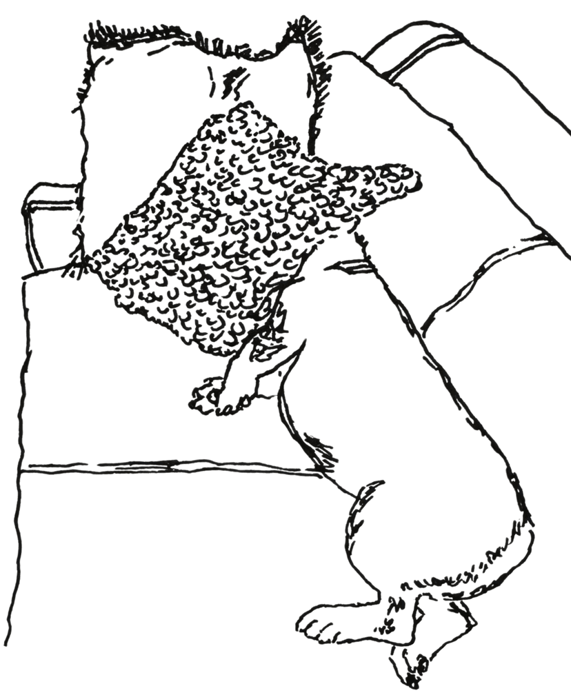 a dog I fostered that liked to bury her face